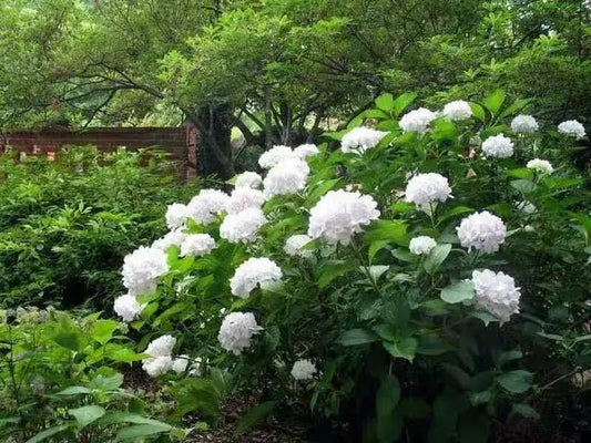 Flowering Shrubs That Transform Your Outdoor Space