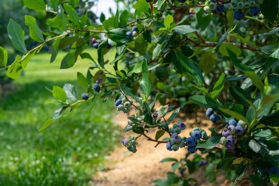 Ripe deep blue berry clusters on lush green bush in Berry Plant Benefits