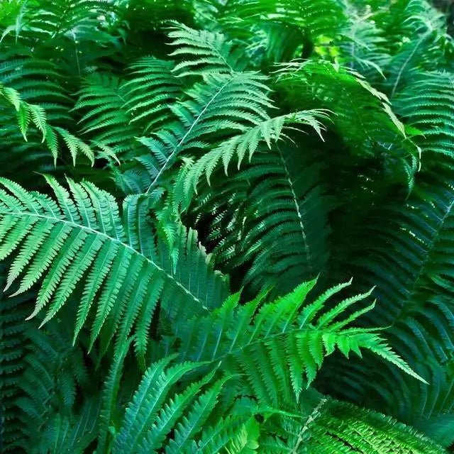 Lush green fern fronds adding soft texture to garden designs