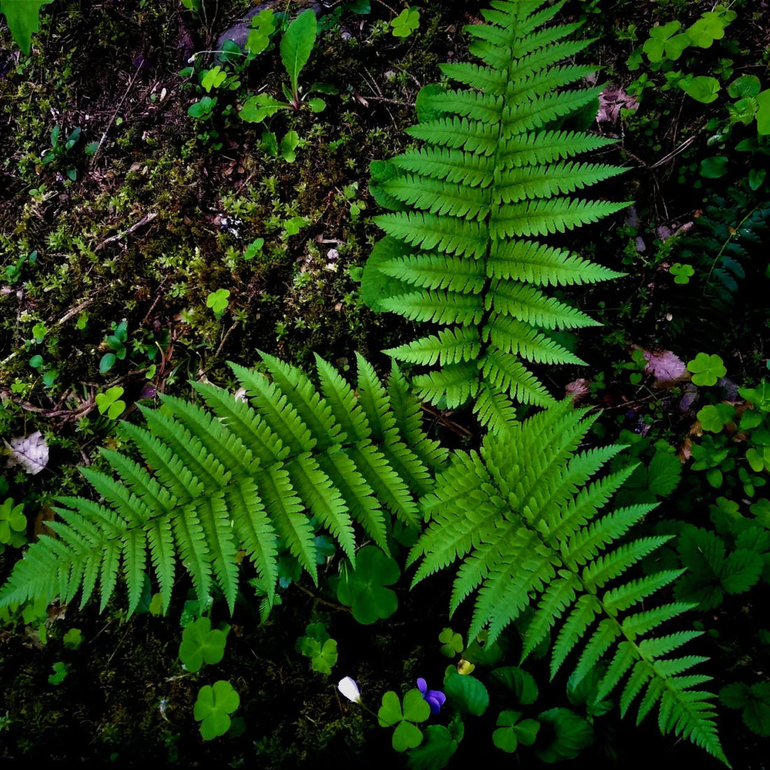 Ferns 