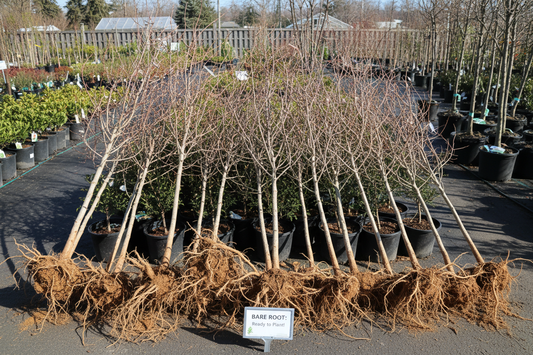 Planting Bare Root Trees Successfully in Tennessee