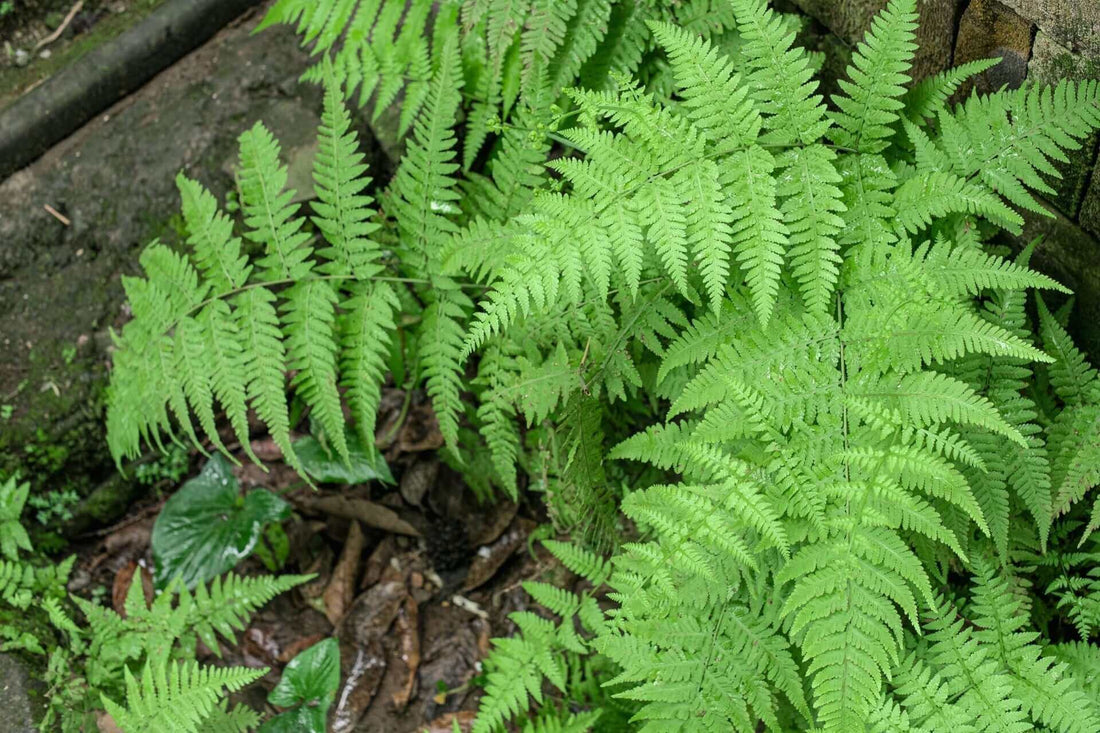 Vibrant green fern fronds with feathery leaves in woodland texture