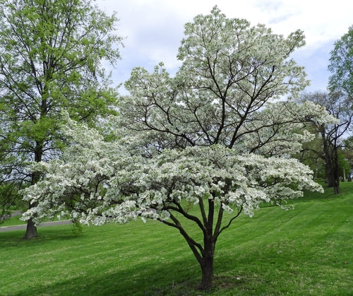 Small Ornamental Trees Perfect for Tennessee Gardens