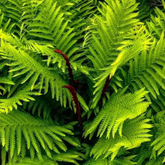 sun loving ferns