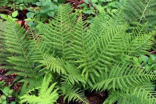 All Ferns