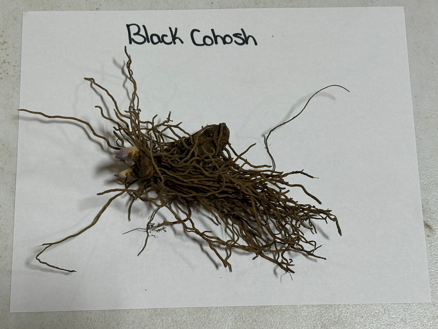 Black Cohosh