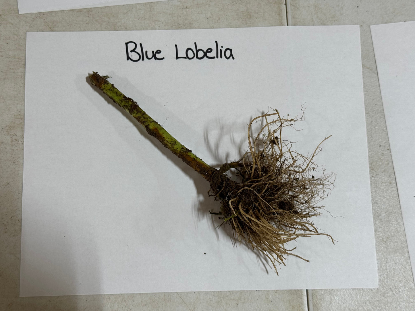 Blue Lobelia