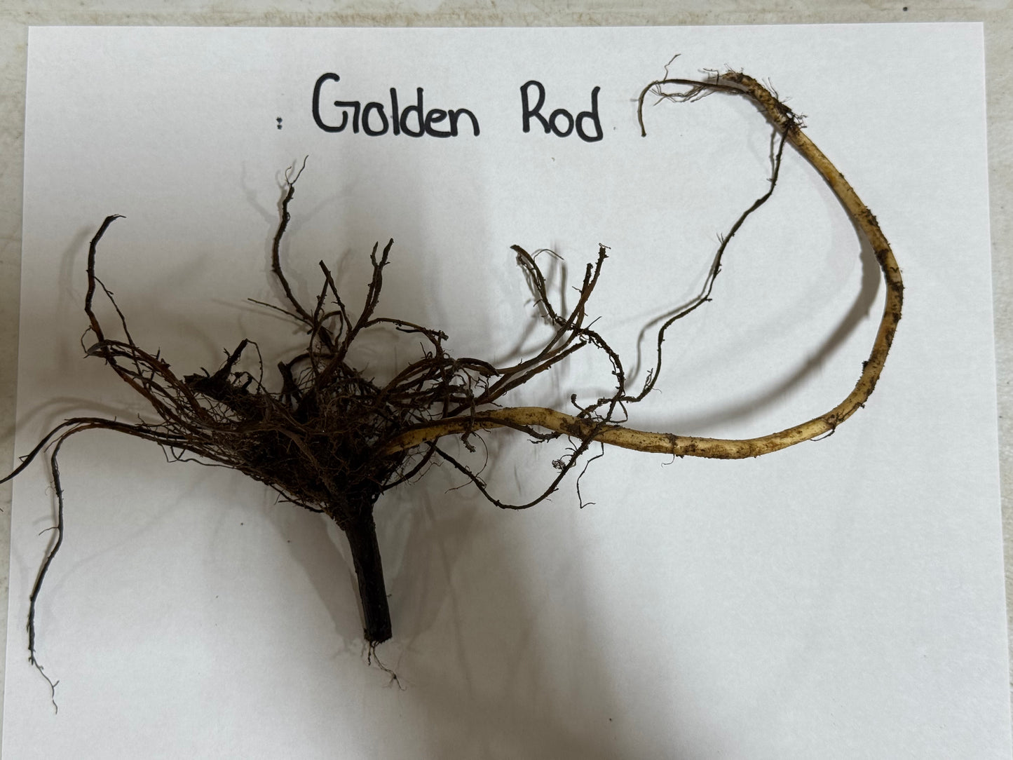 Golden Rod