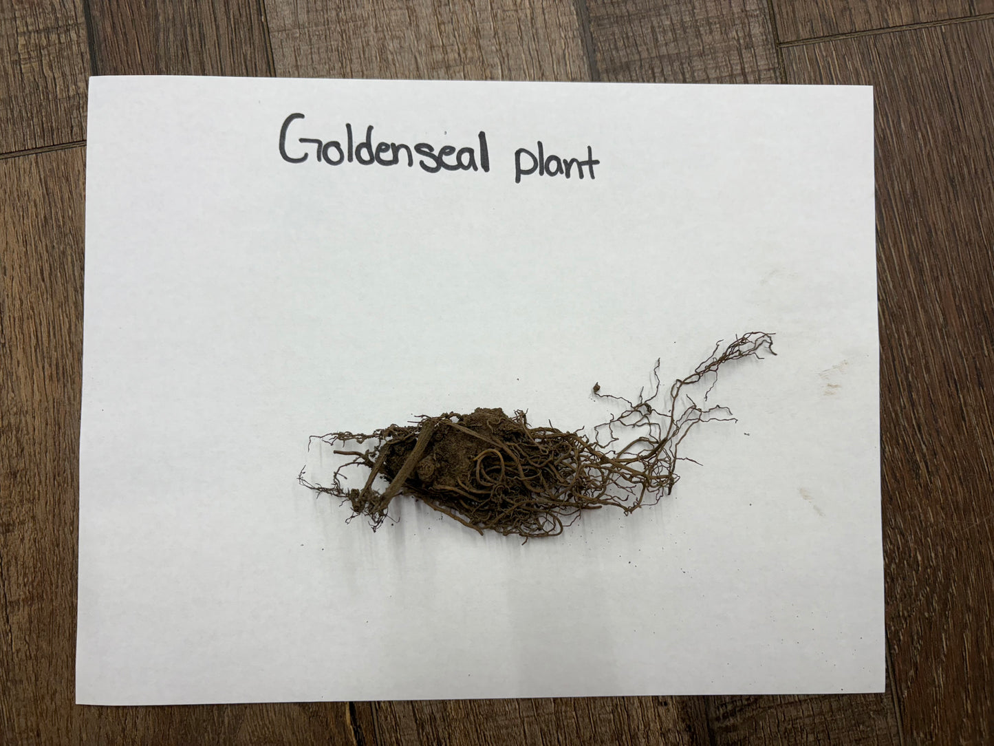 Goldenseal Plant