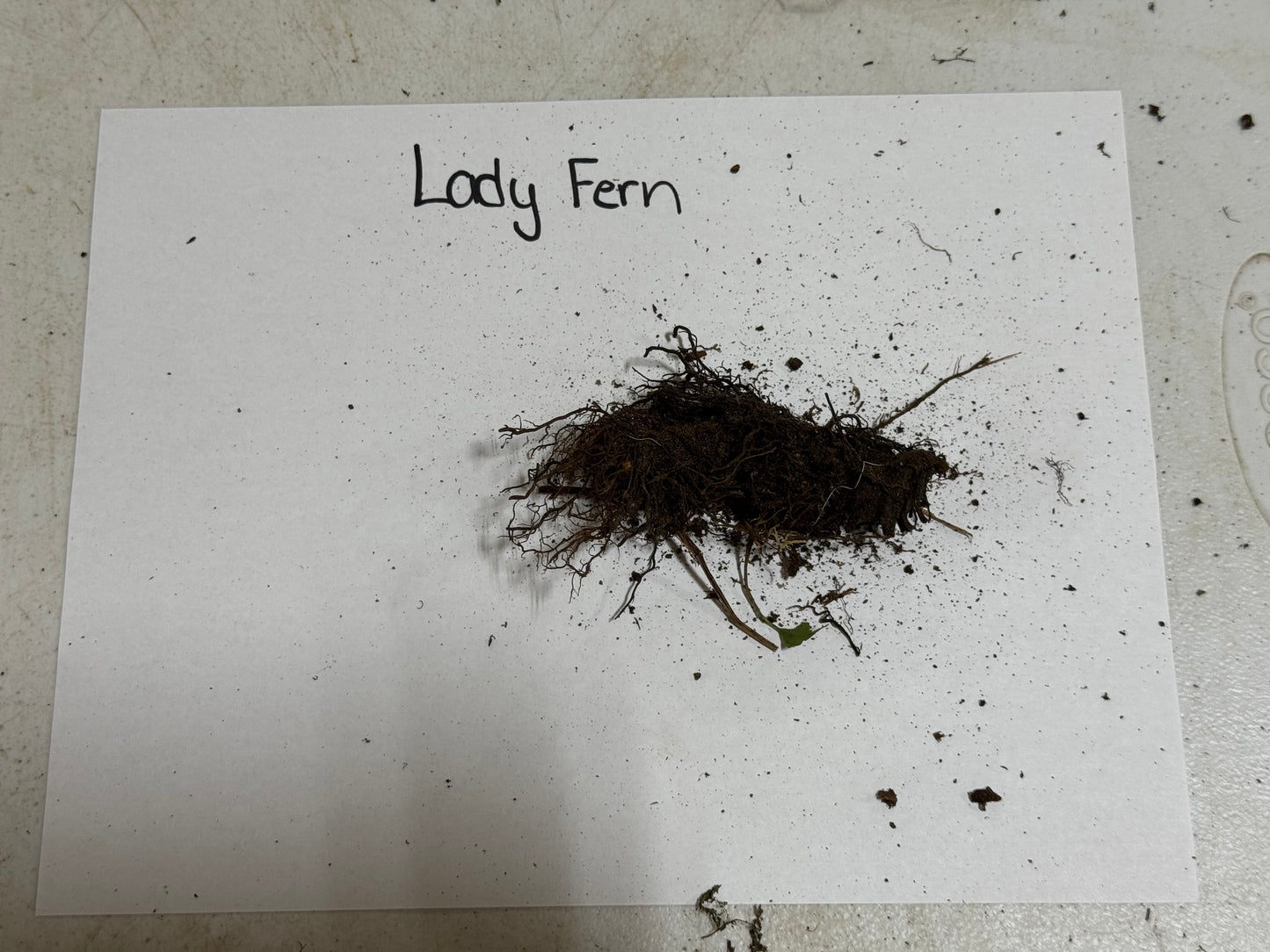 Lady Fern