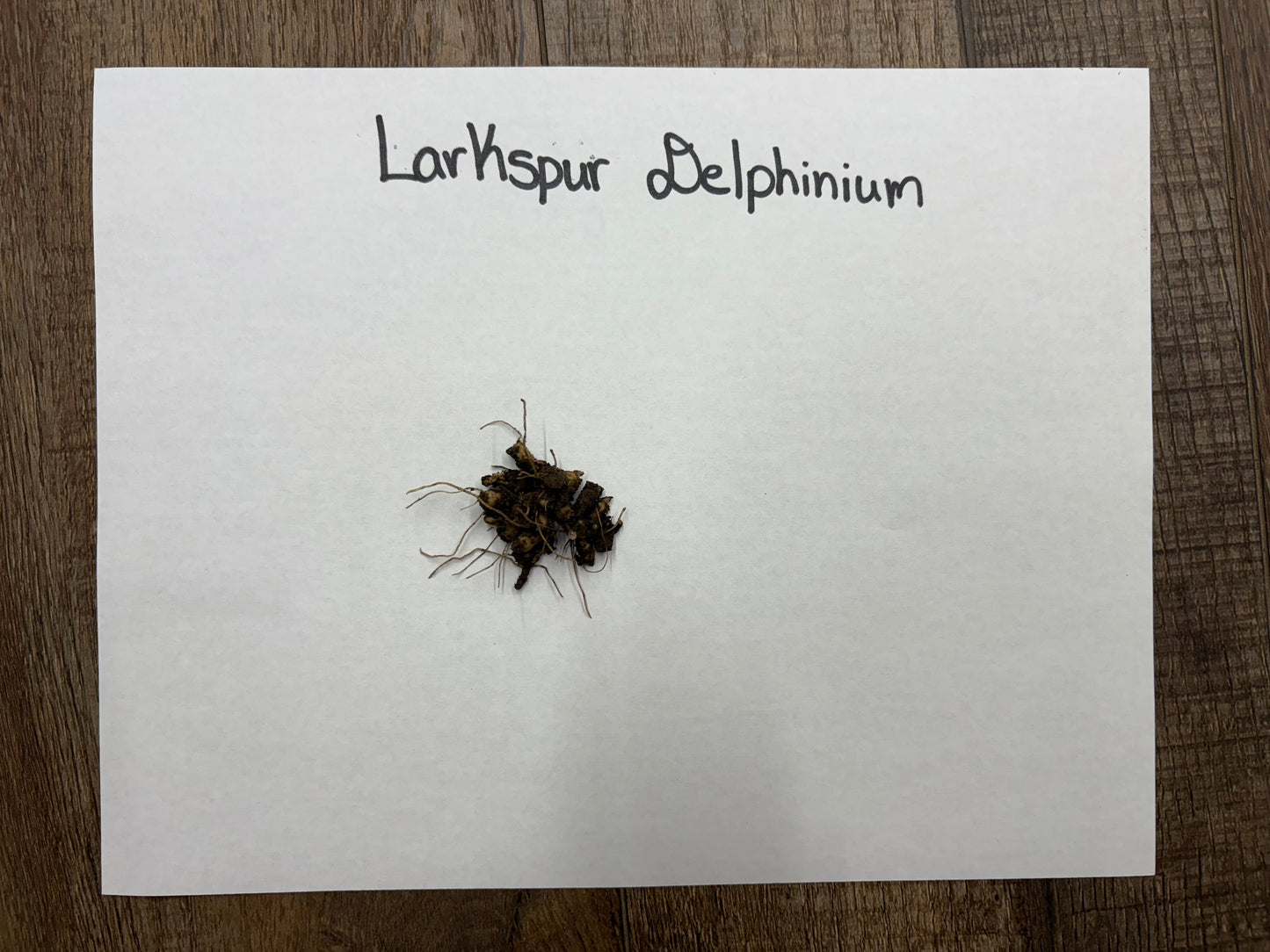 Bareroot Larkspur Delphenium