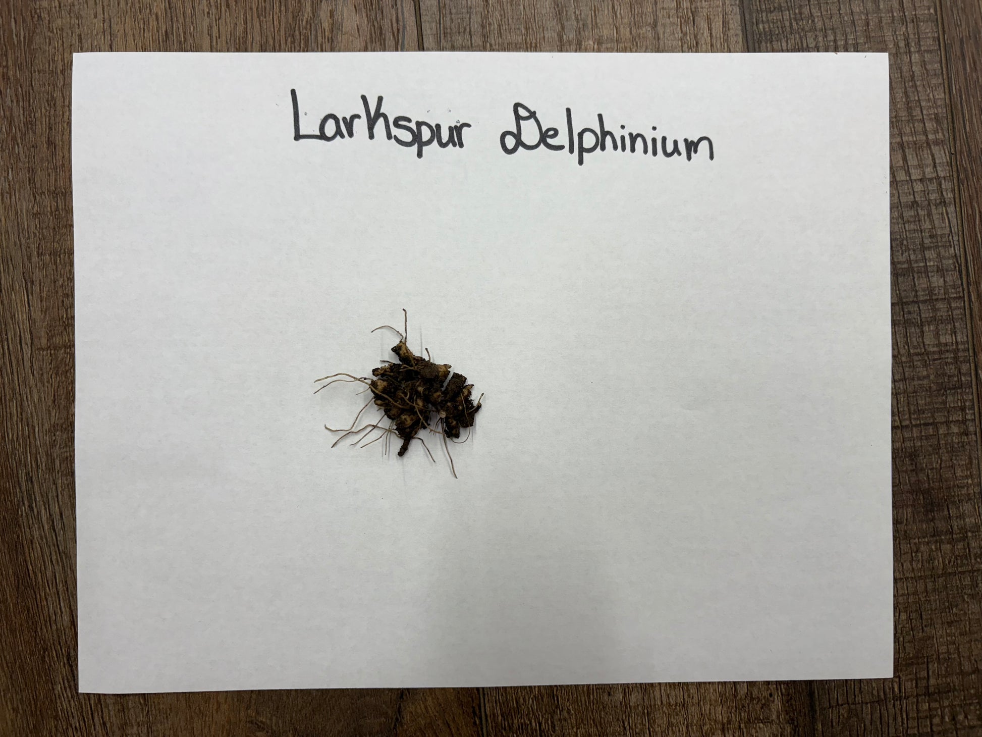 Bareroot Larkspur Delphenium