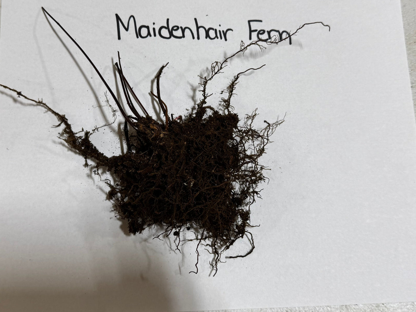 Dark delicate maidenhair fern with feathery fronds and tangled roots