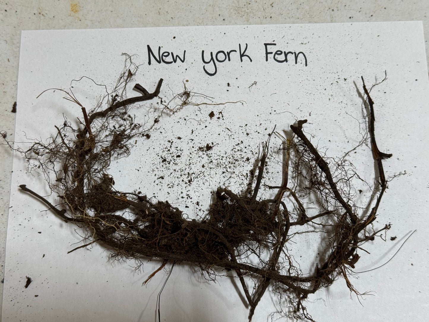 New York Fern