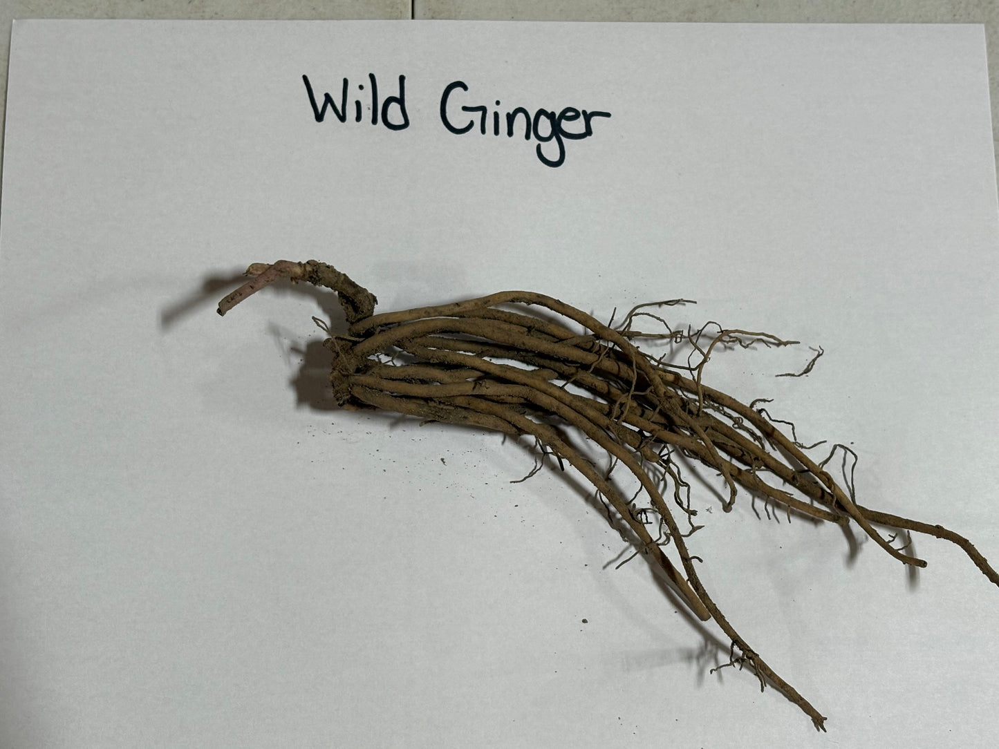 Wild Ginger
