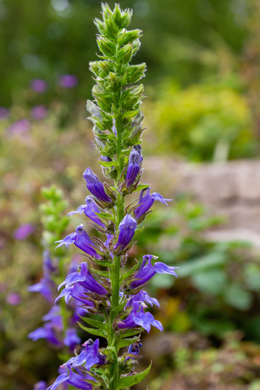 Blue Lobelia