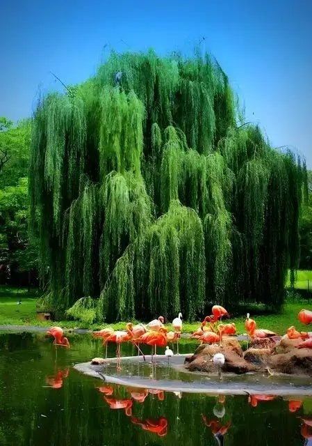 Fast Growing Trees - 6 Trees