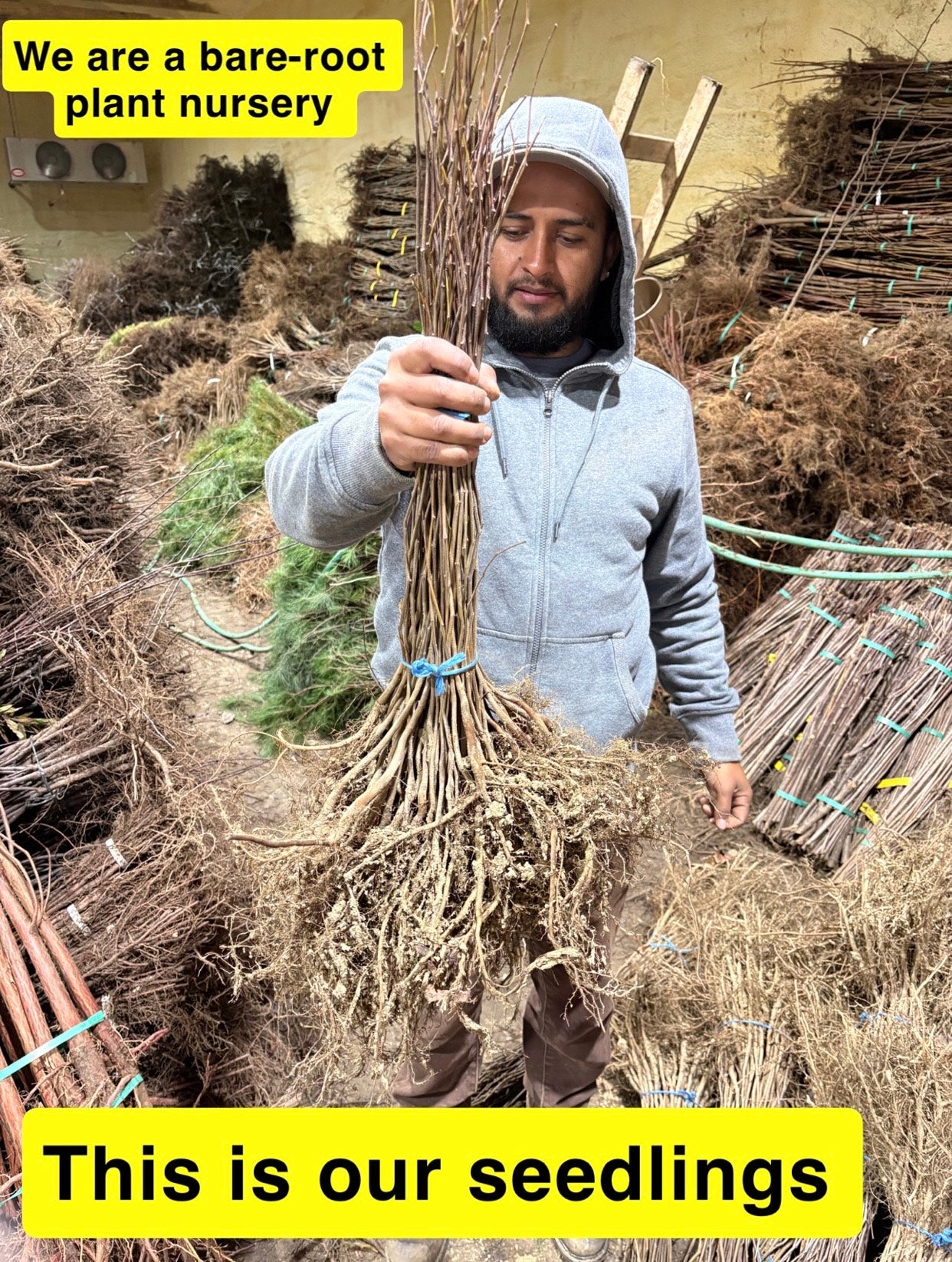 Sycamore Seedlings - Package of 100