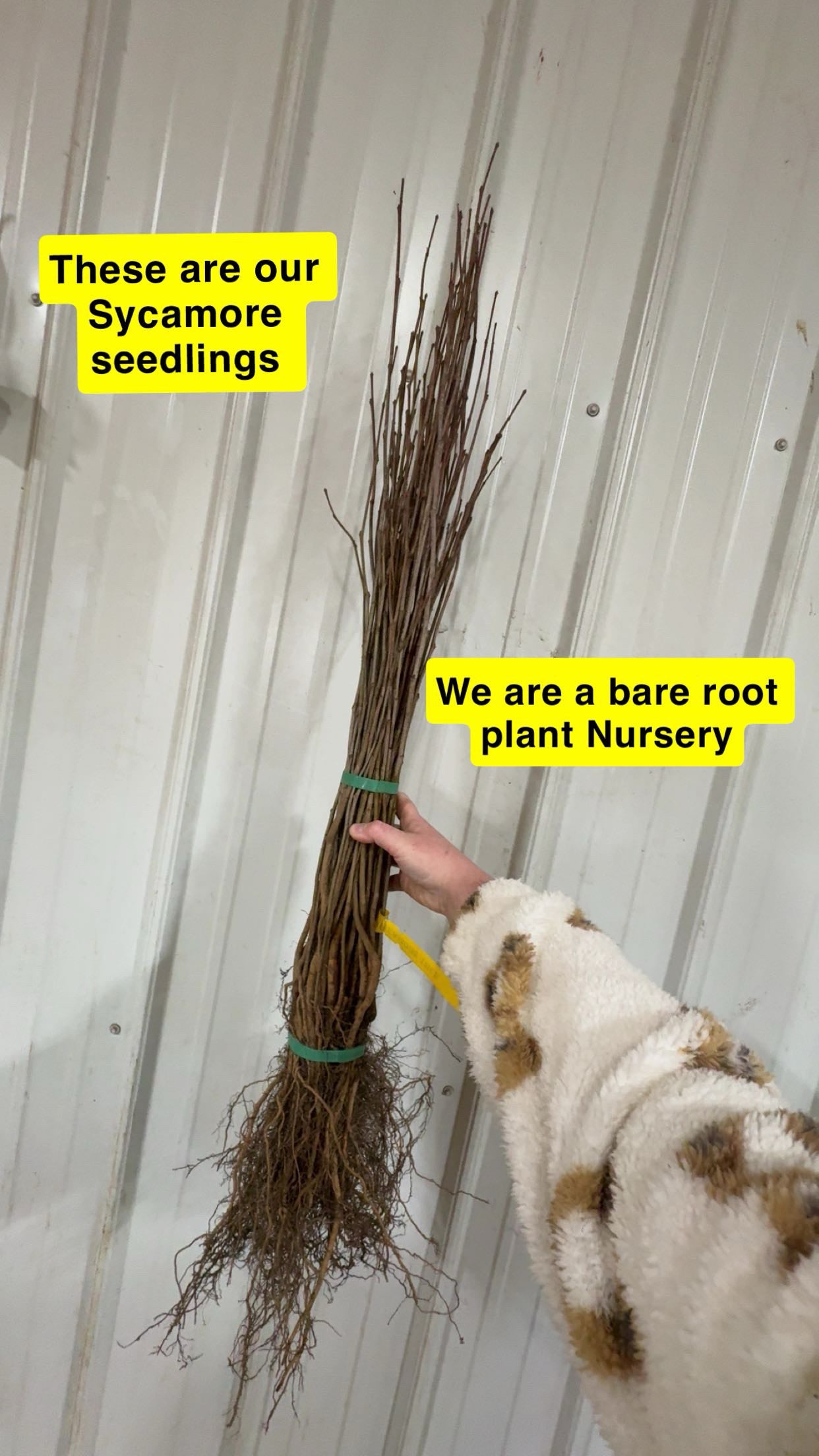 Sycamore Seedlings - Package of 100