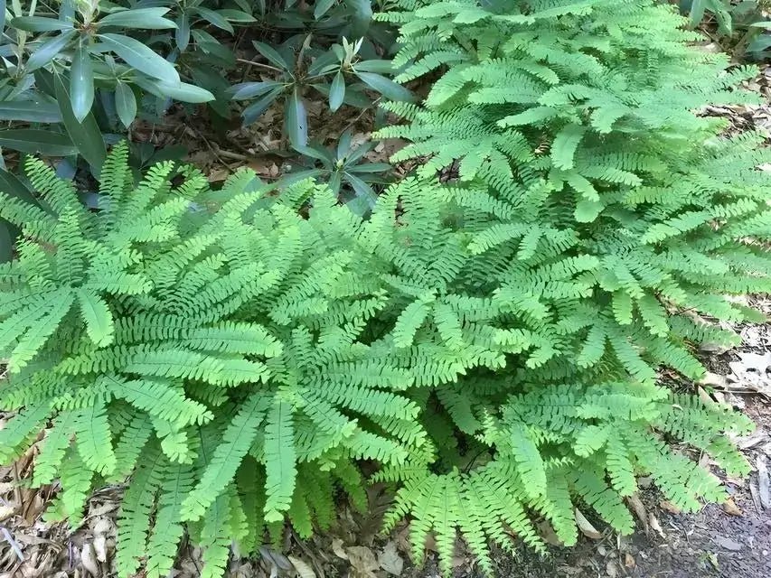 Vibrant maidenhair fern fronds with feathery leaves and dark veins