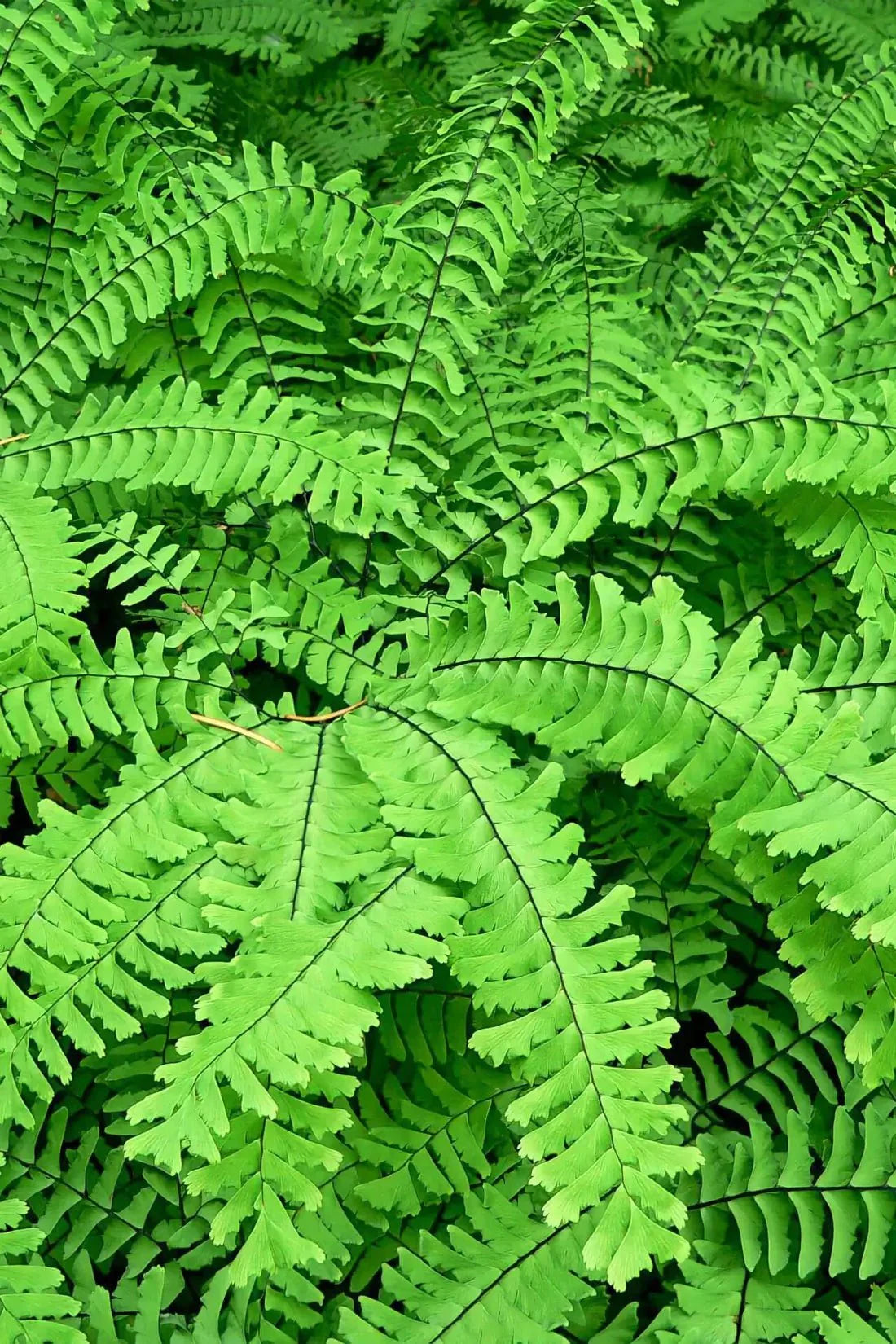 Vibrant Maidenhair Fern fronds with delicate feathery leaves and dark veins