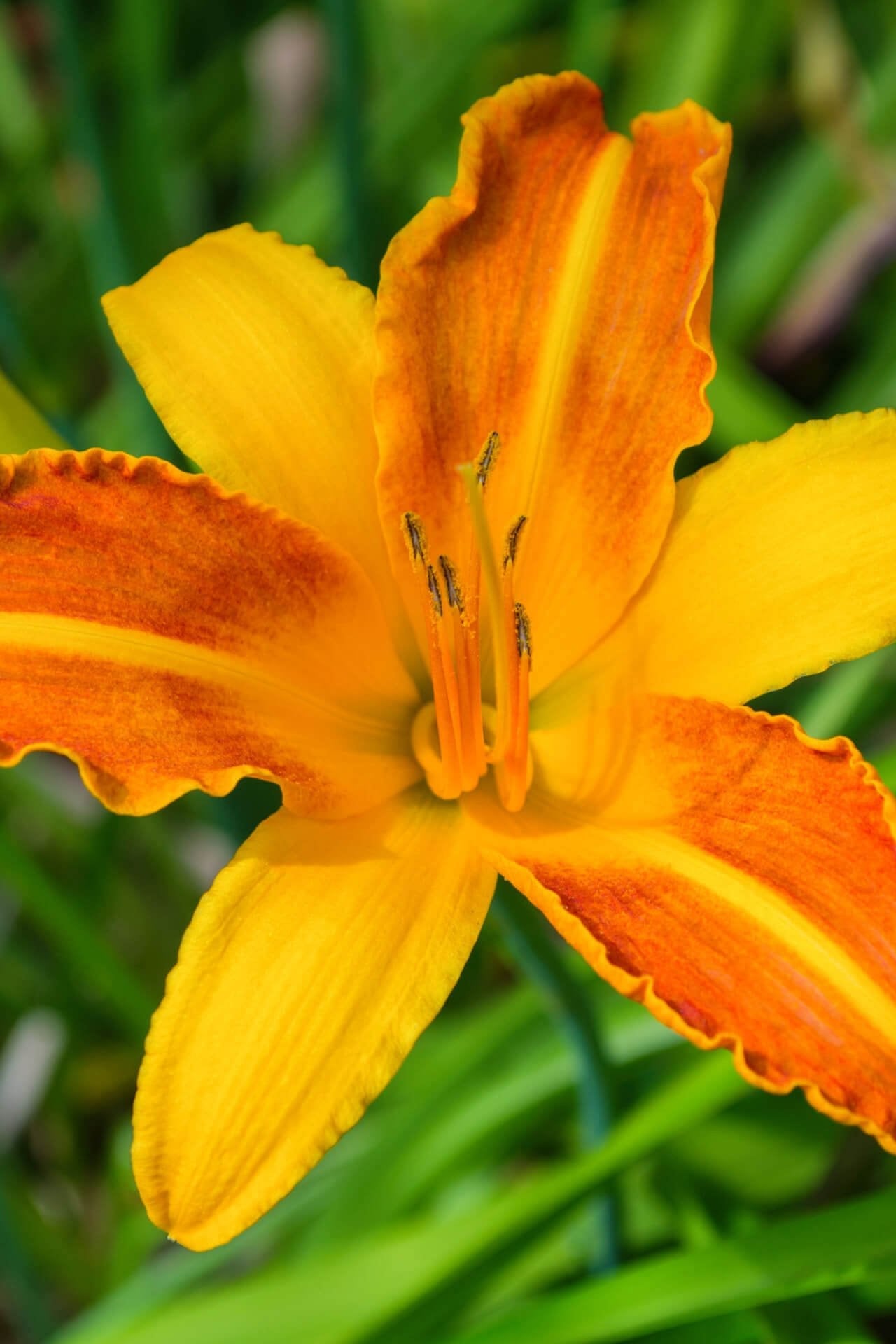 Vibrant orange daylily Orange Daylily with ruffled petals and stamens
