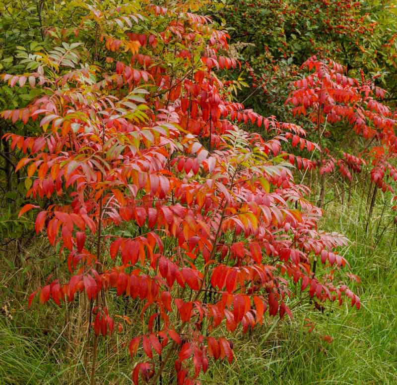 Staghorn Sumac Bush
